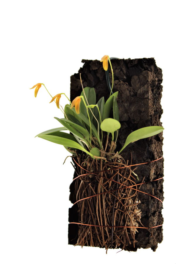 Pleurothallis corniculata