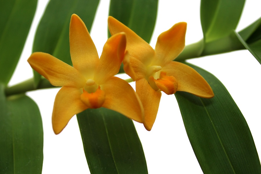 Dendrobium aurifex