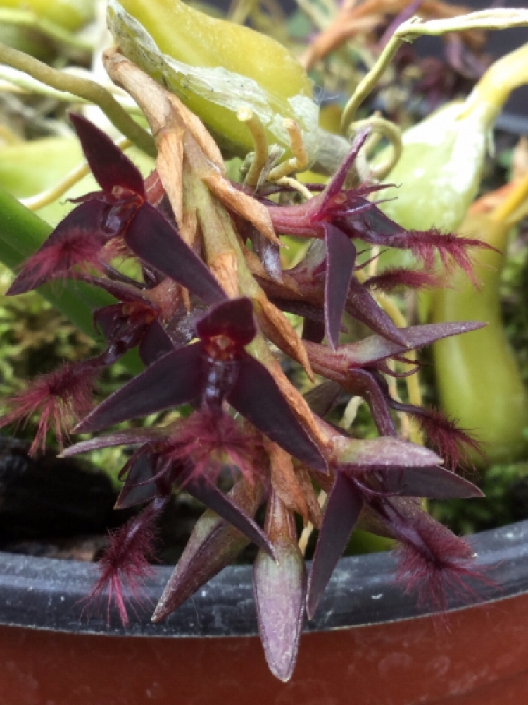 Bulbophyllum saltatorium