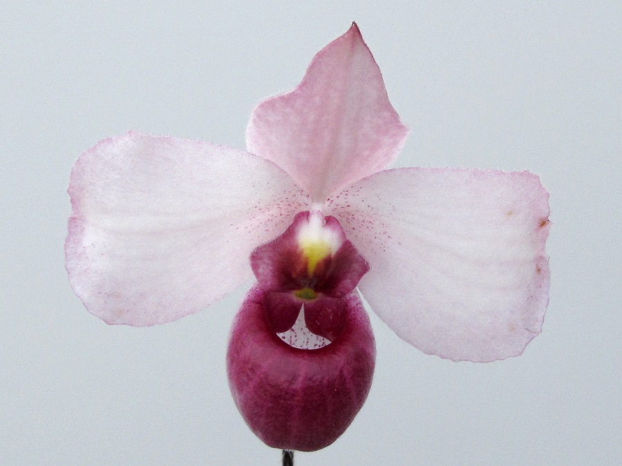 Paphiopedilum delenatii f. 'vinicolor'