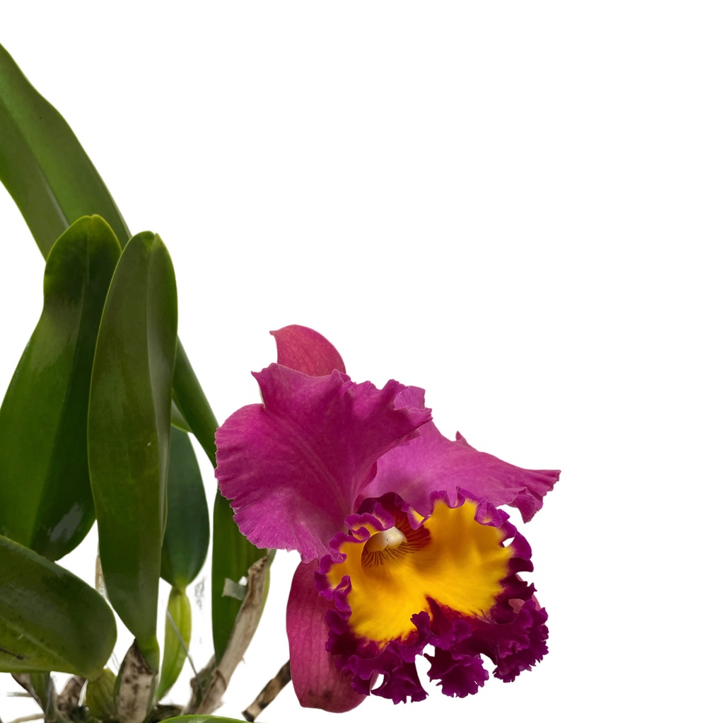 Cattleya Phet Wangnamkeaw
