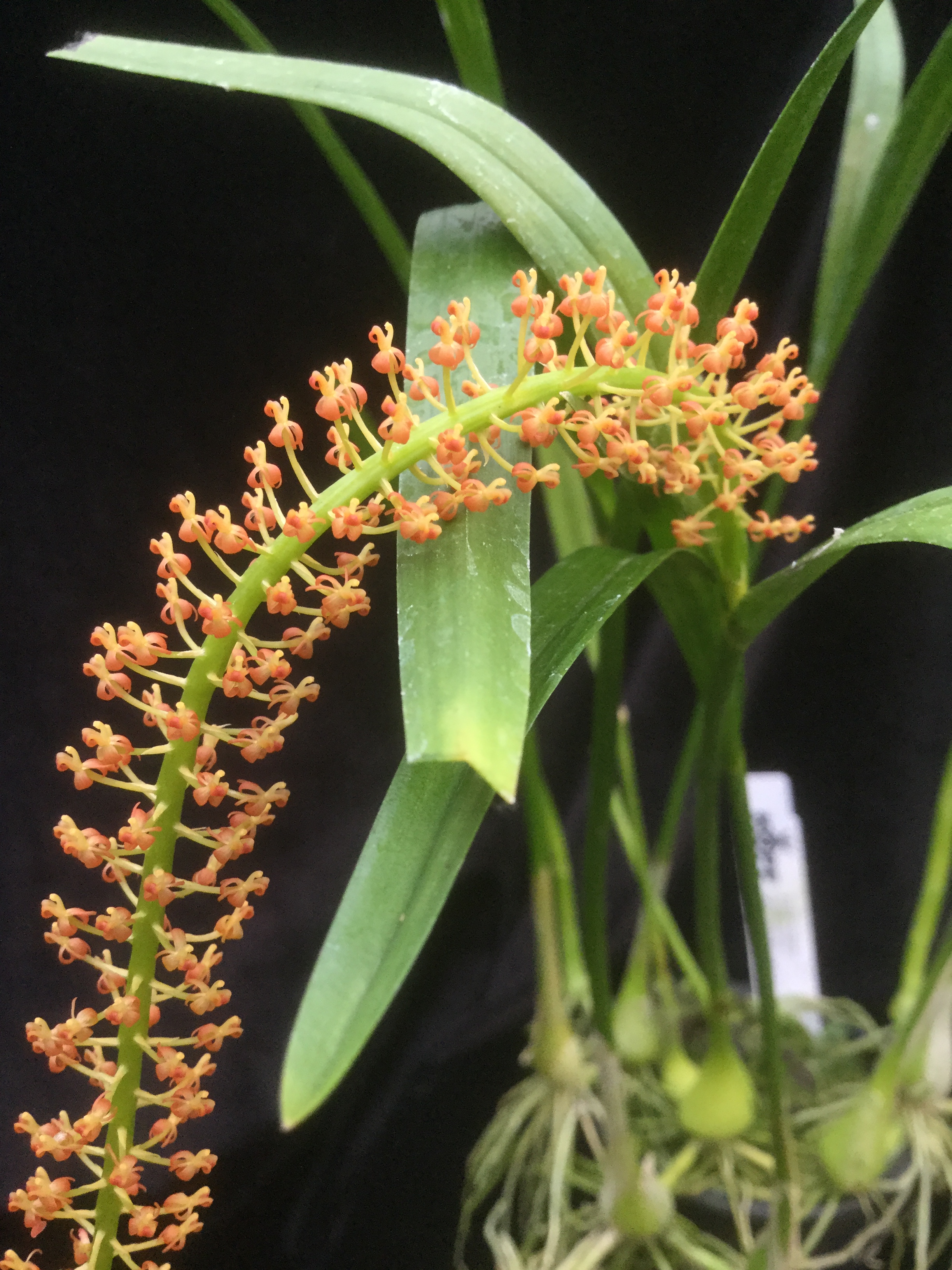 Liparis condylobulbon