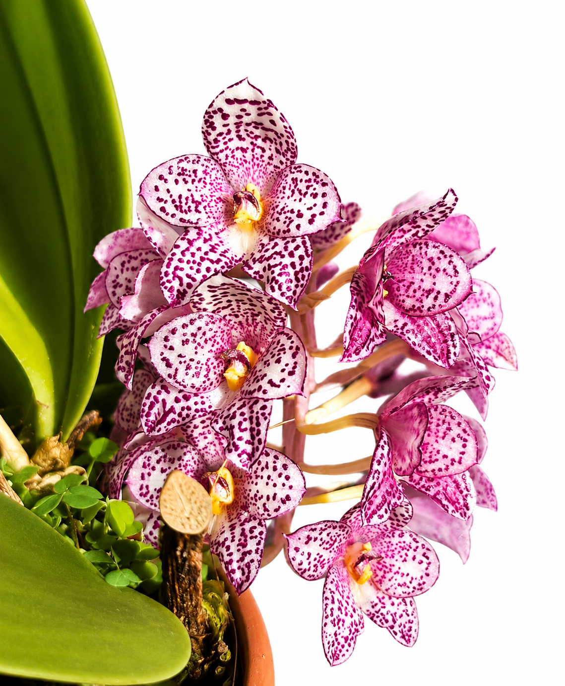 Bulbophyllum kubahense