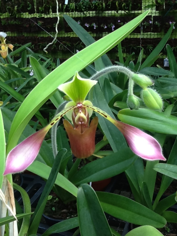 Paphiopedilum lowii