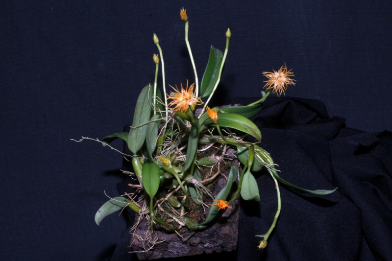 Bulbophyllum odoratissimum