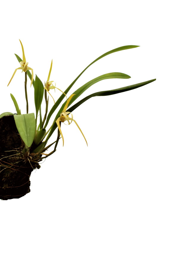 Maxillaria bradei