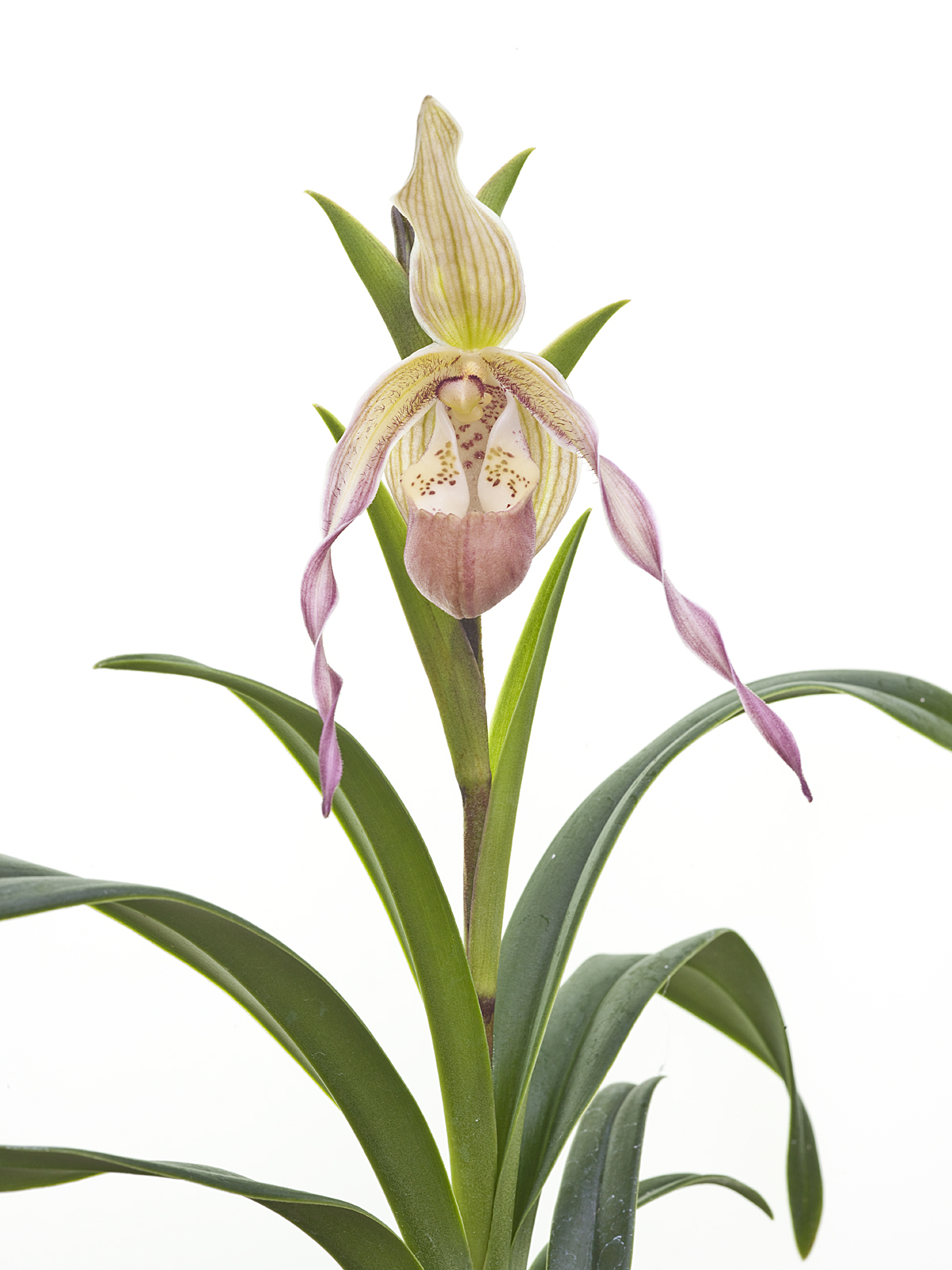 Phragmipedium Ainsworthii x (pearcei.x wallisii)