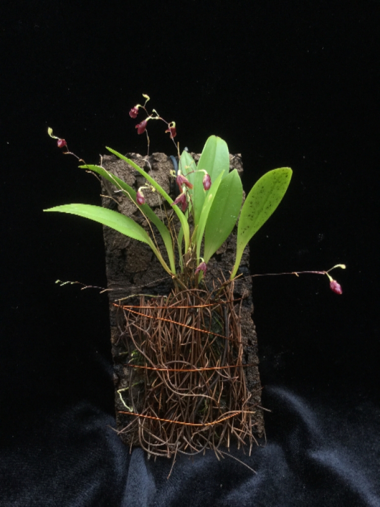Pleurothallis fusca