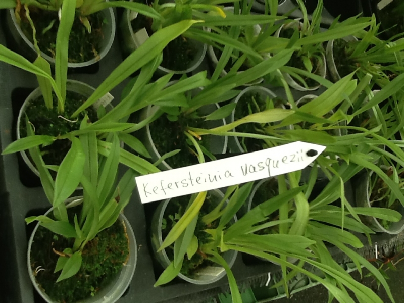 Kefersteinia vasquezii