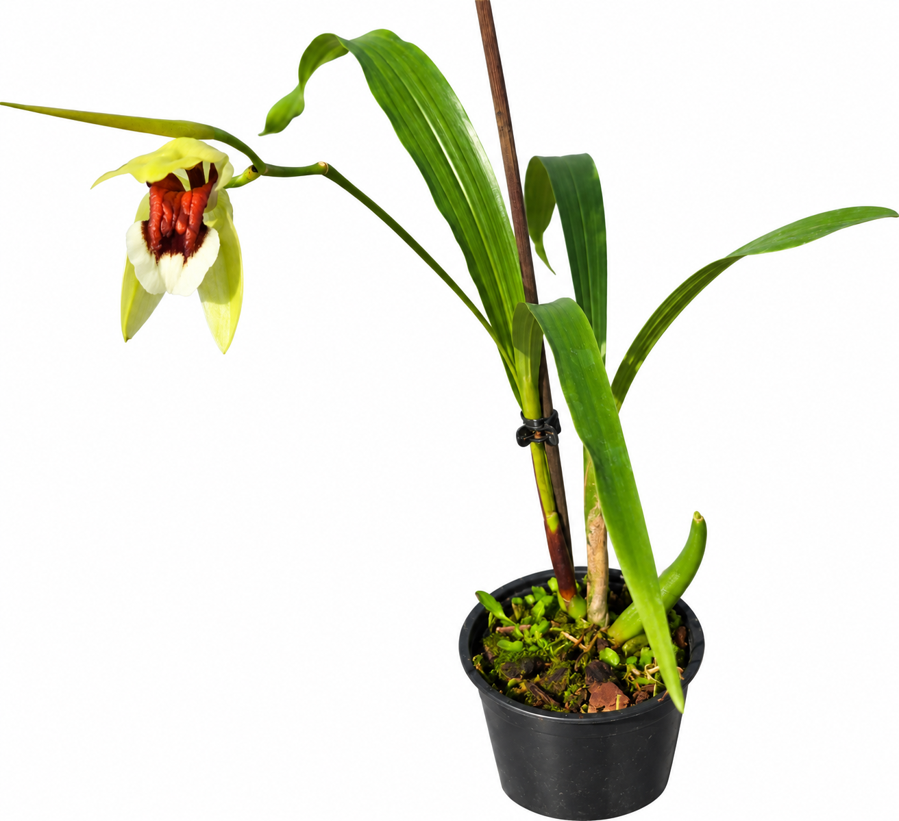 Coelogyne beccarii