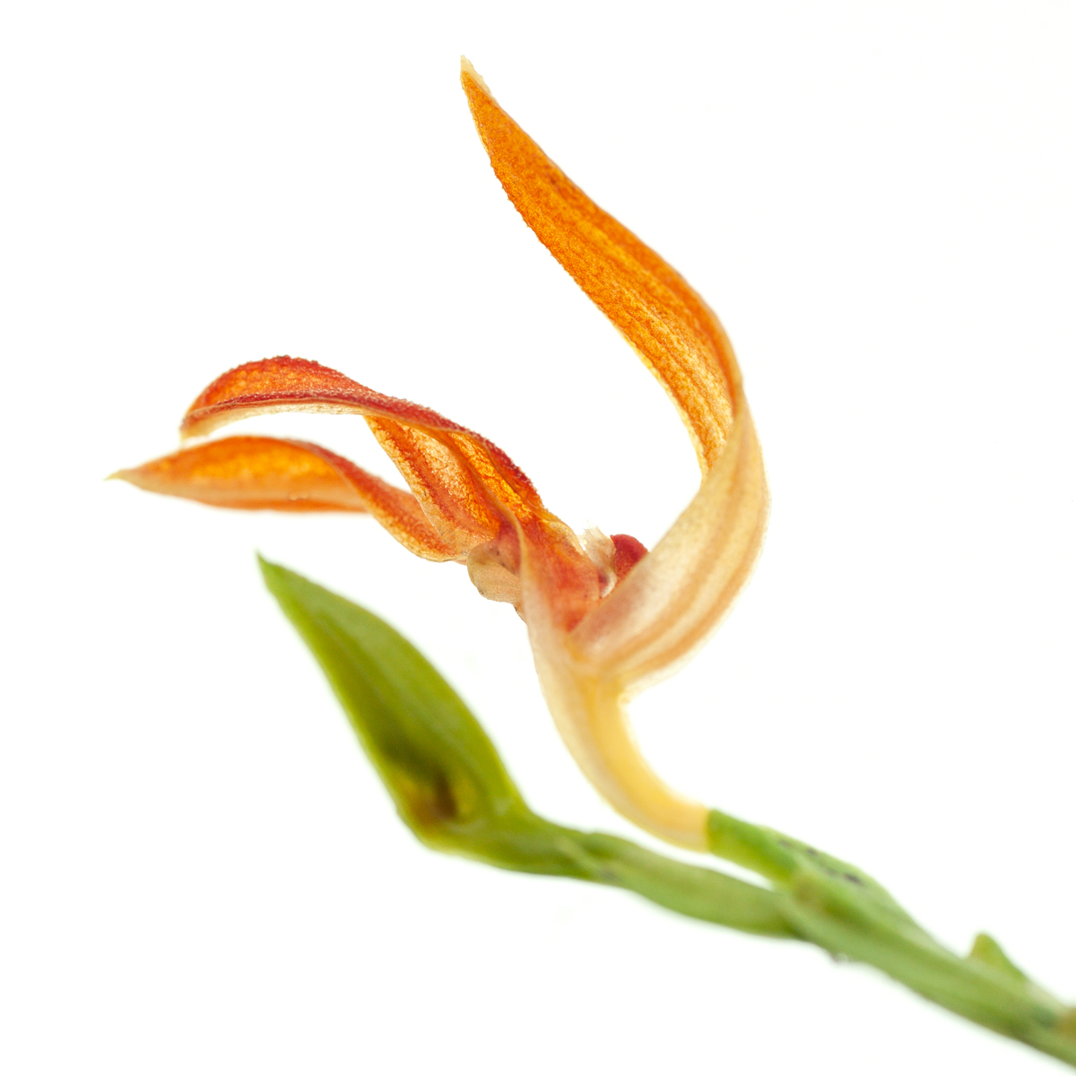 Pleurothallis  endotrachys