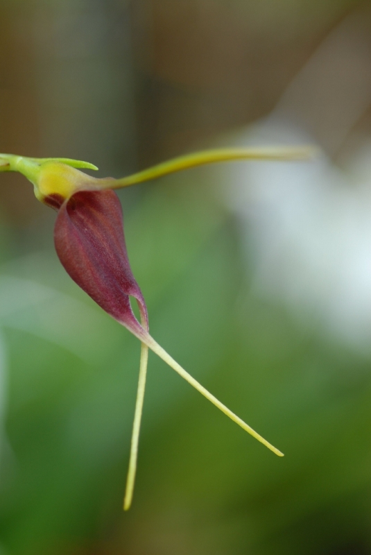 Masdevallia impostor