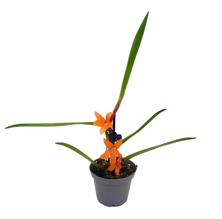 Ceratostylis retisquama