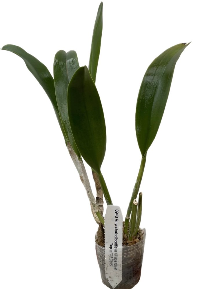 Cattleya Village Chief 'Topaz'