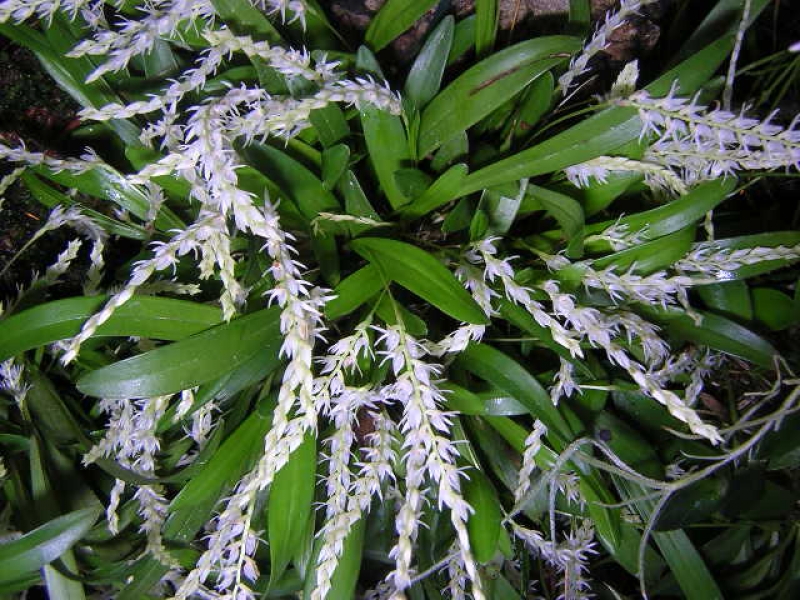 Dendrochilum parvulum