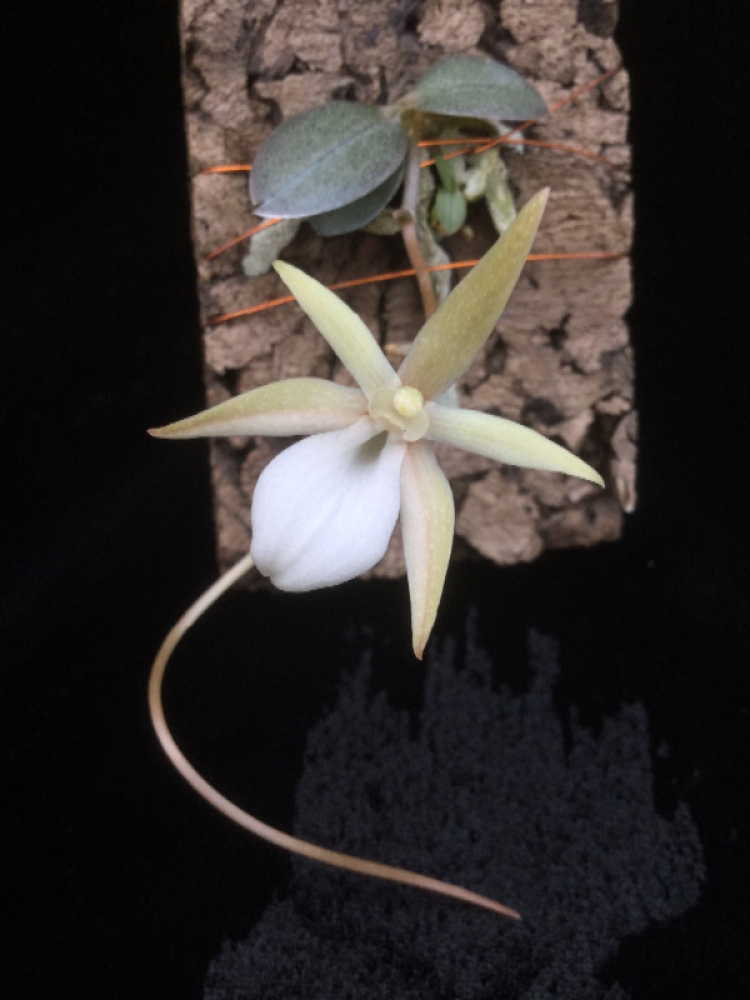 Aerangis punctata
