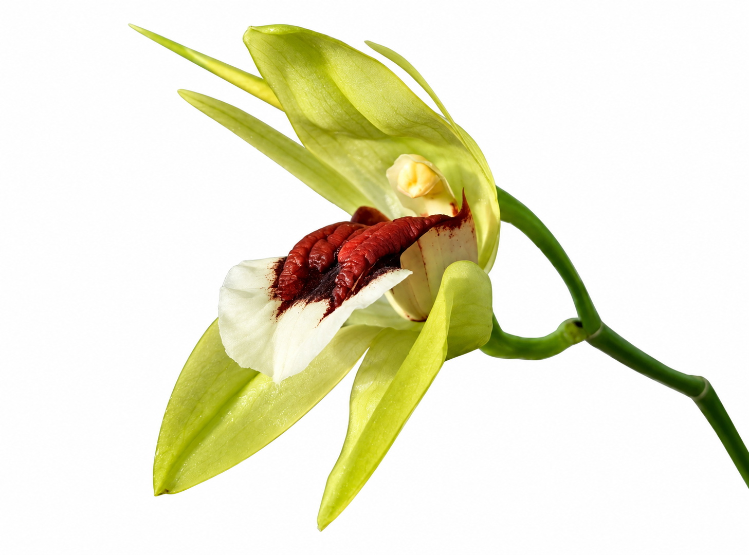 Coelogyne beccarii