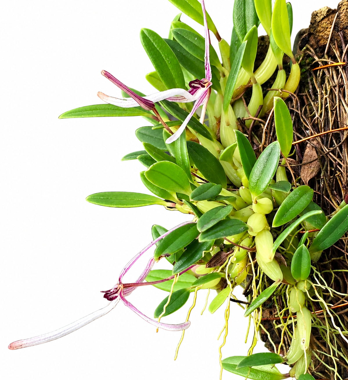 Bulbophyllum dolichoglottis