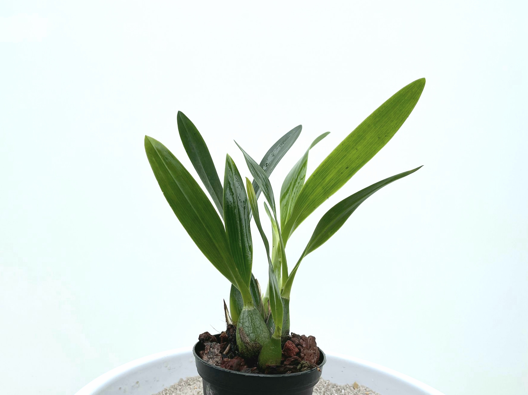 Encyclia vitellina