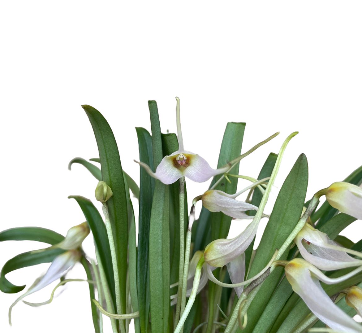 Masdevallia lilacina