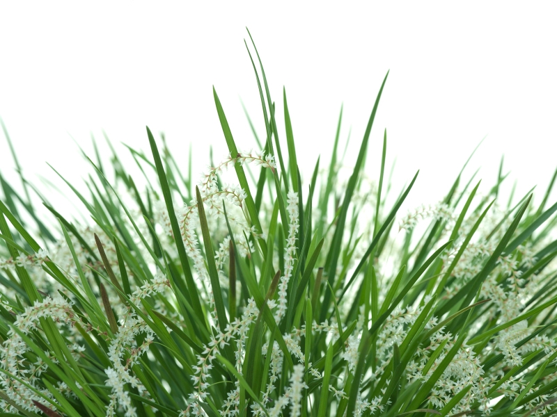Dendrochilum luzonense
