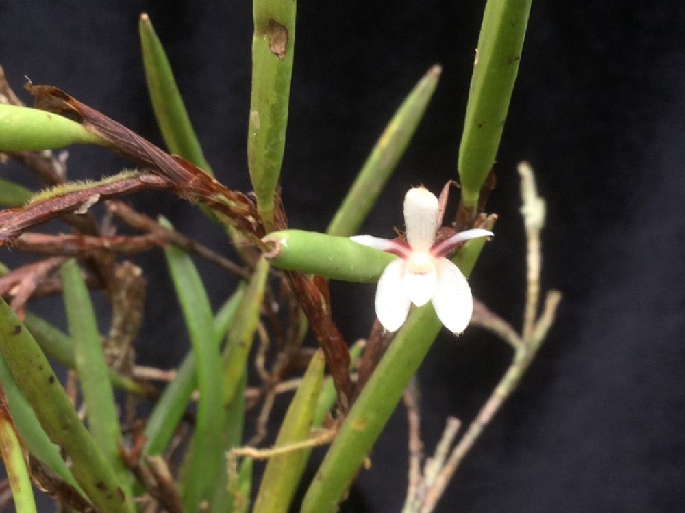 Ceratostylis senilis