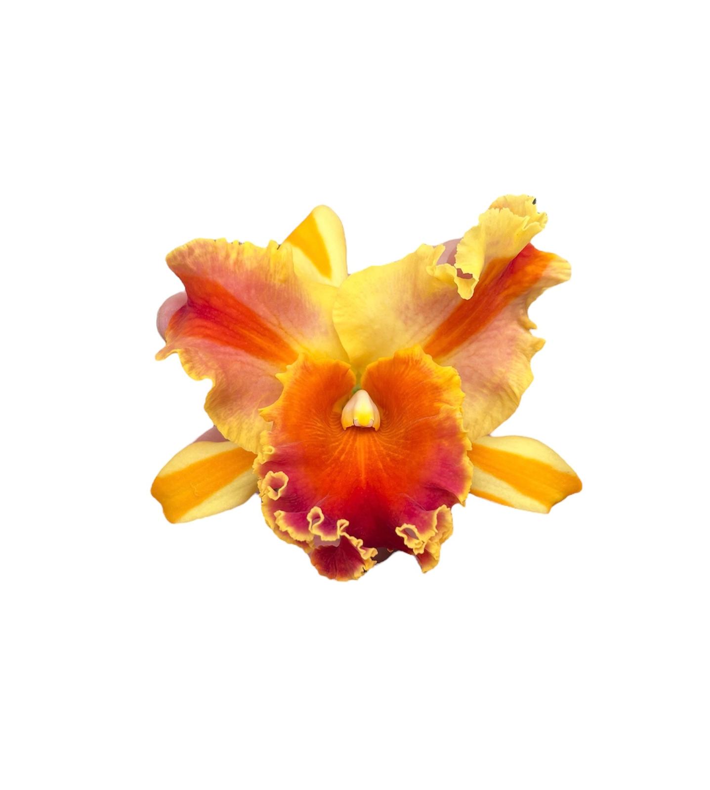 Cattleya Amazing Thailand