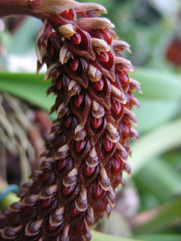 Bulbophyllum careyanum
