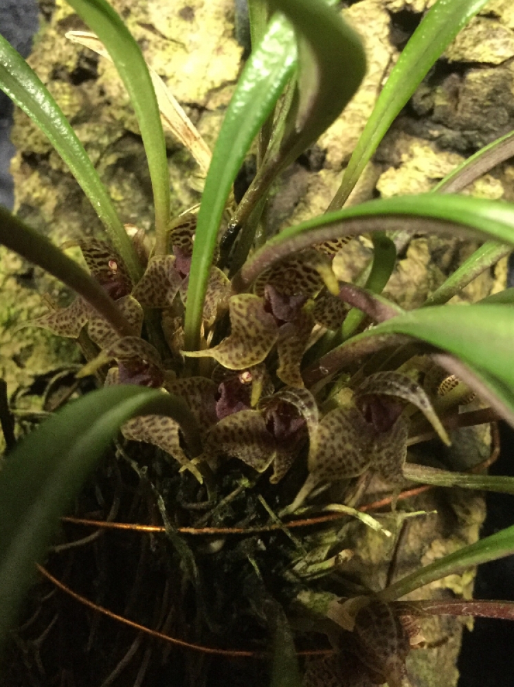 Dryadella hirtzii