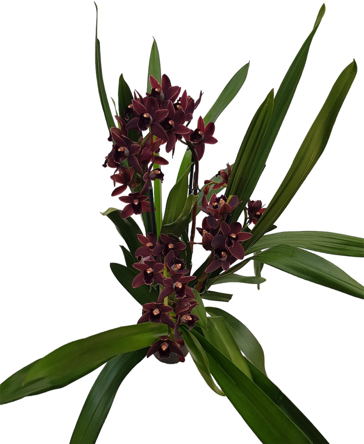 Cymbidium Cali Night