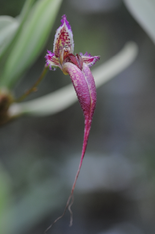 Bulbophyllum fascinator