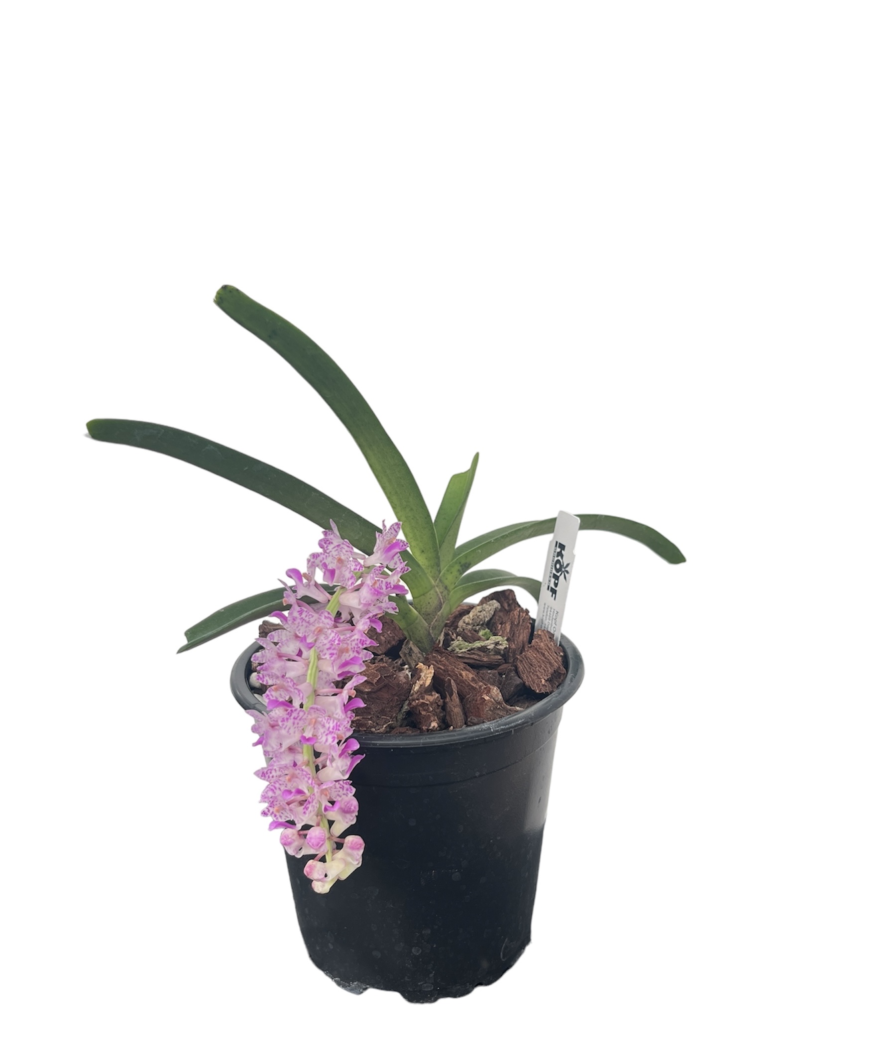 Aerides multiflora