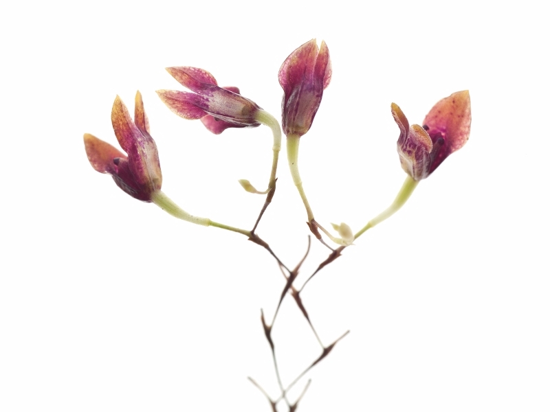 Pleurothallis fusca