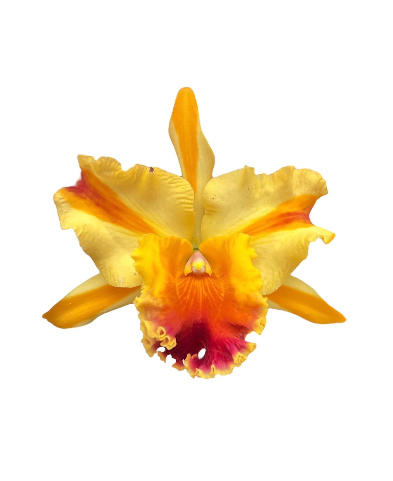 Cattleya Amazing Thailand