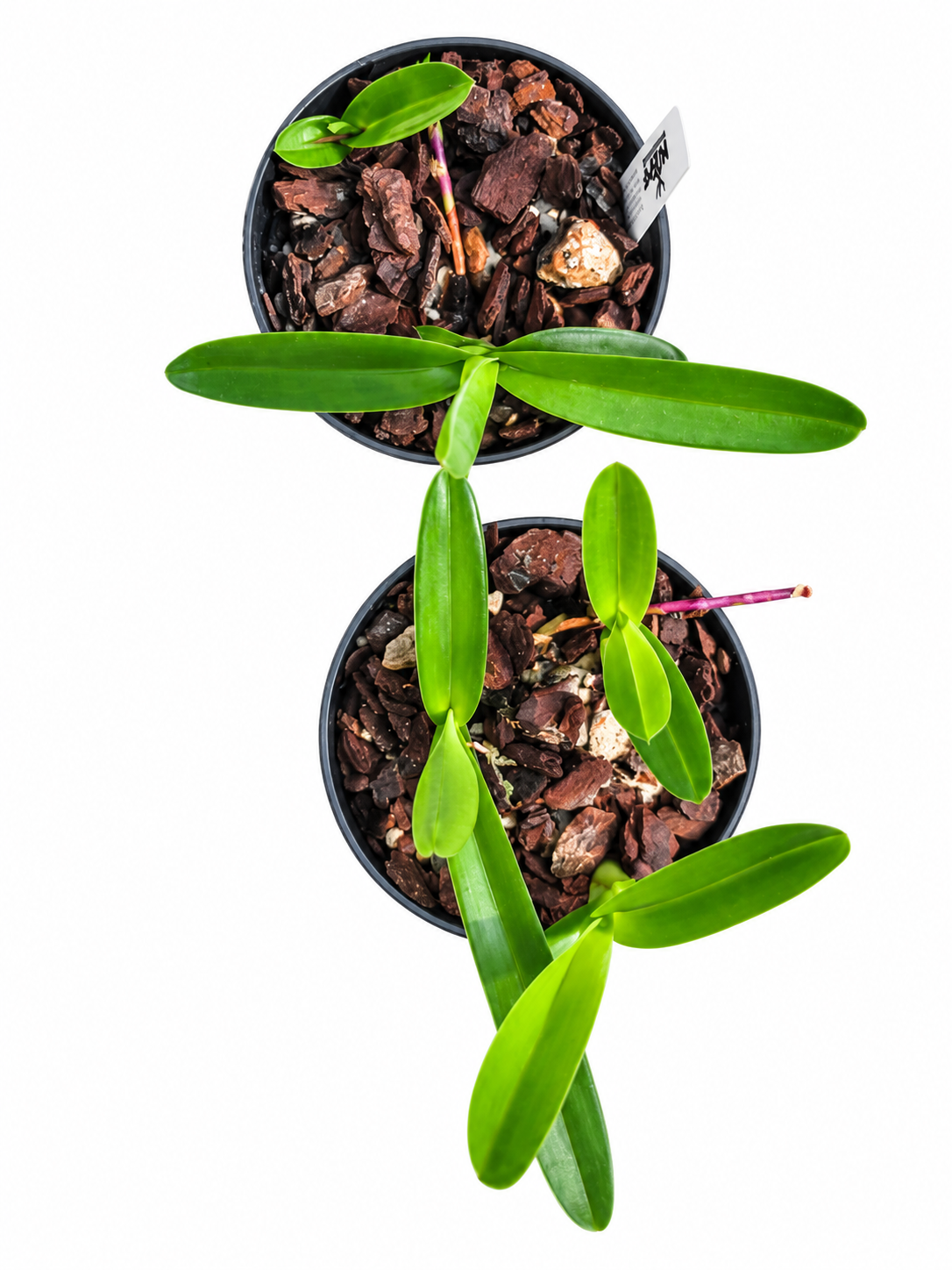 Mexipedium xerophyticum
