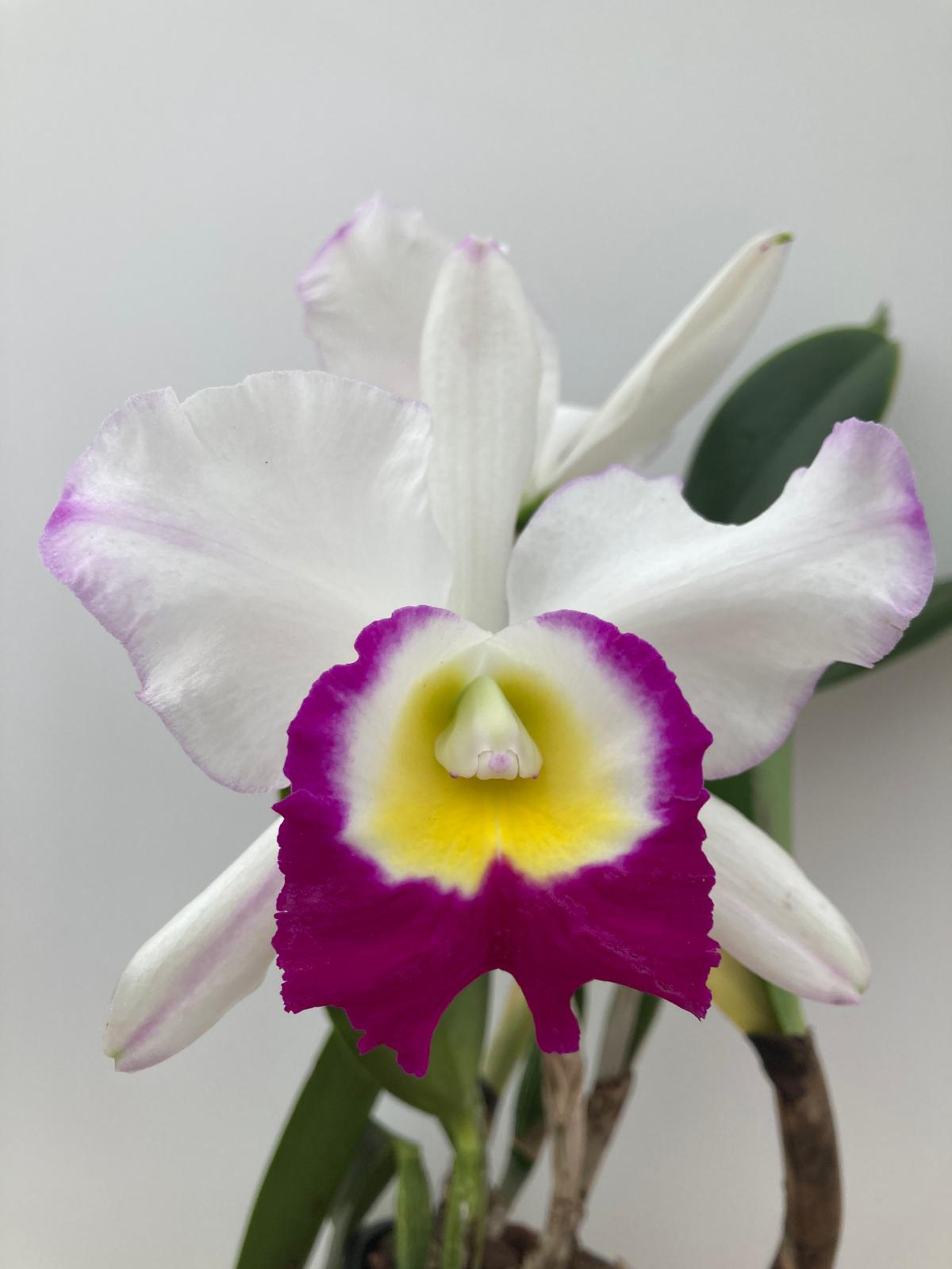 Cattleya Ann Joy