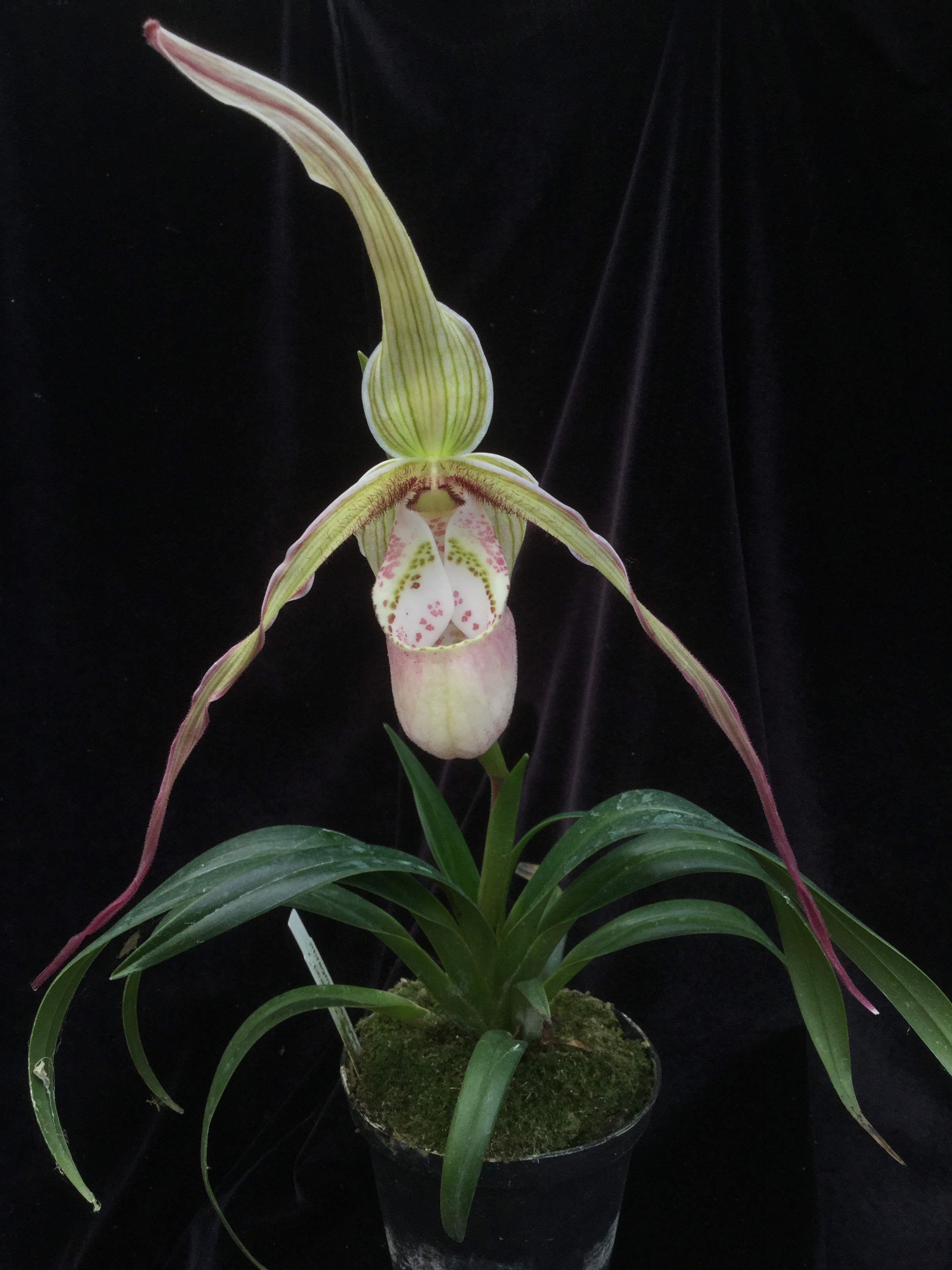 Phragmipedium Ainsworthii x (pearcei.x wallisii)