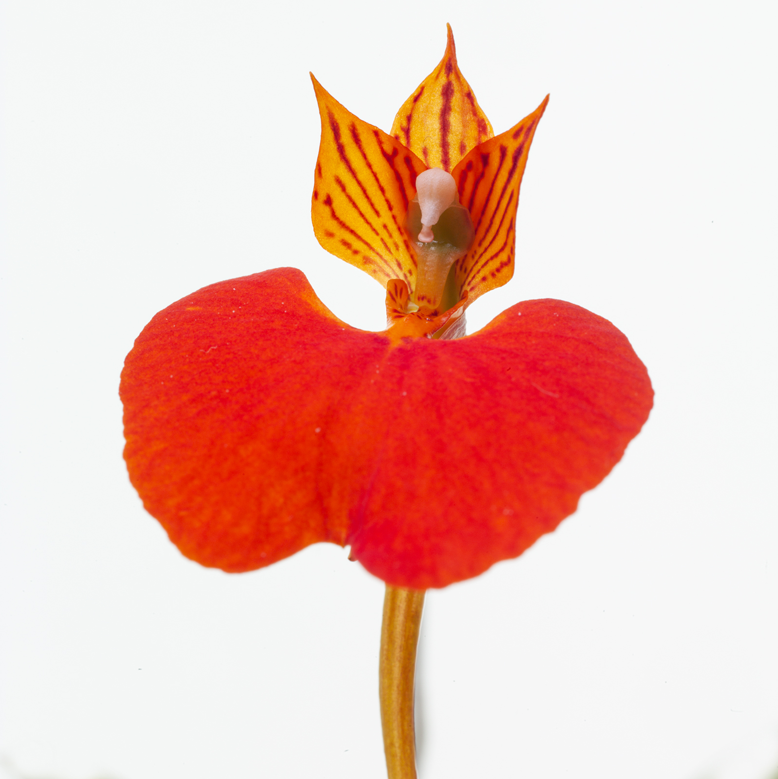 Comparettia speciosa