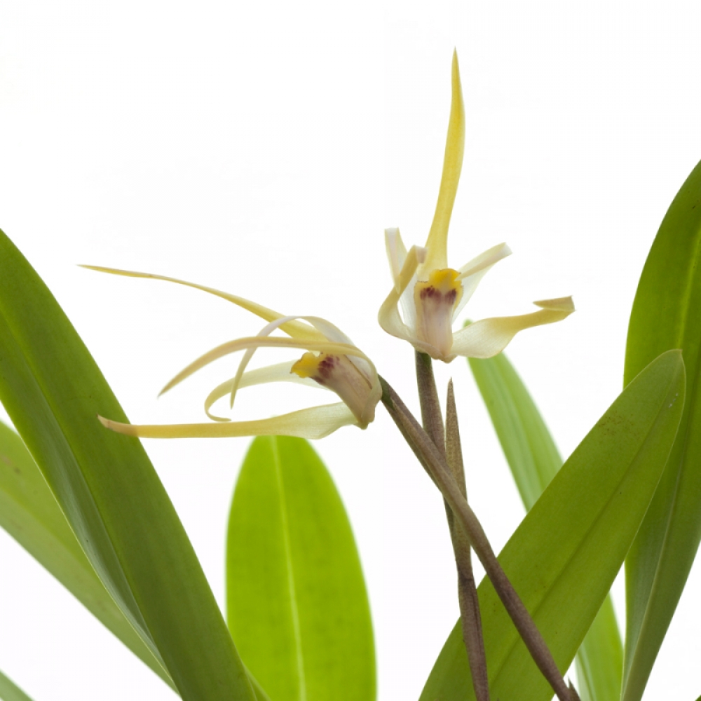 Maxillaria bradei