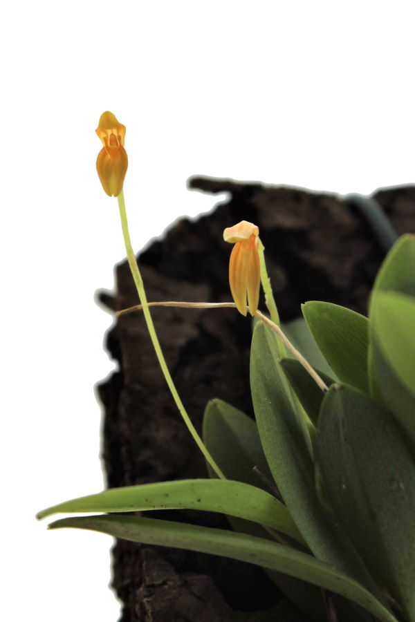 Pleurothallis corniculata