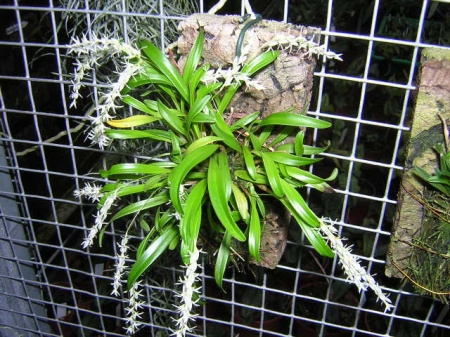 Dendrochilum parvulum