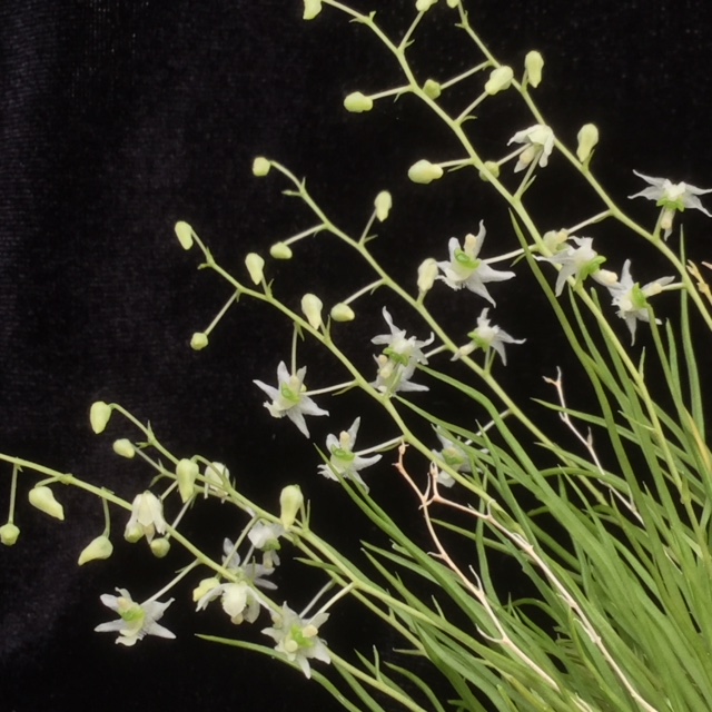Phymatidium falcifolium