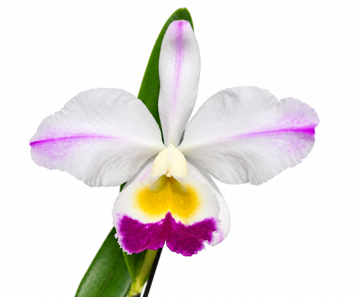 Cattleya eldorado semi-alba f. flamea 'Fairy' SBM/JOGA