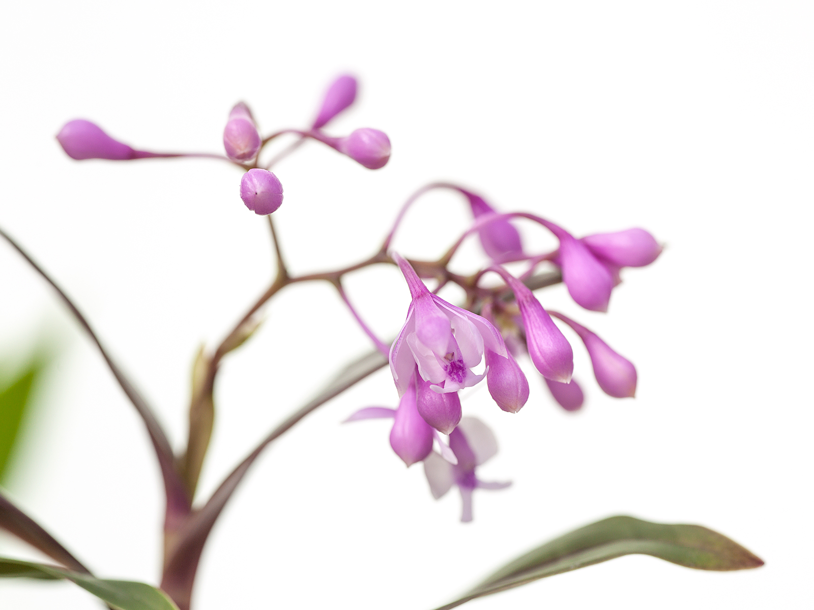 Epidendrum Anika Hassinger