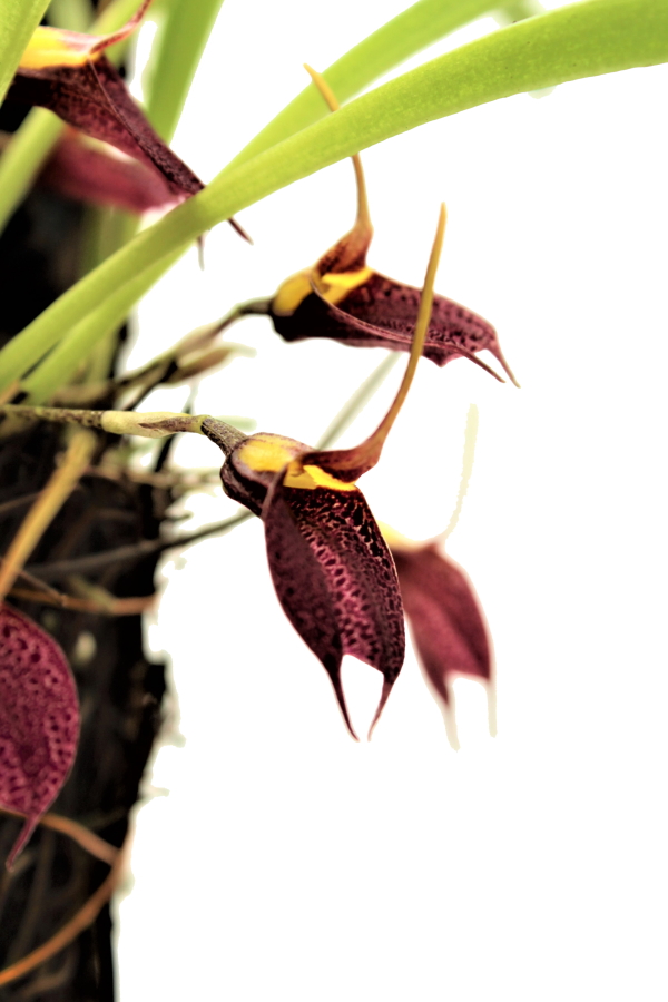 Masdevallia burzlaffiana