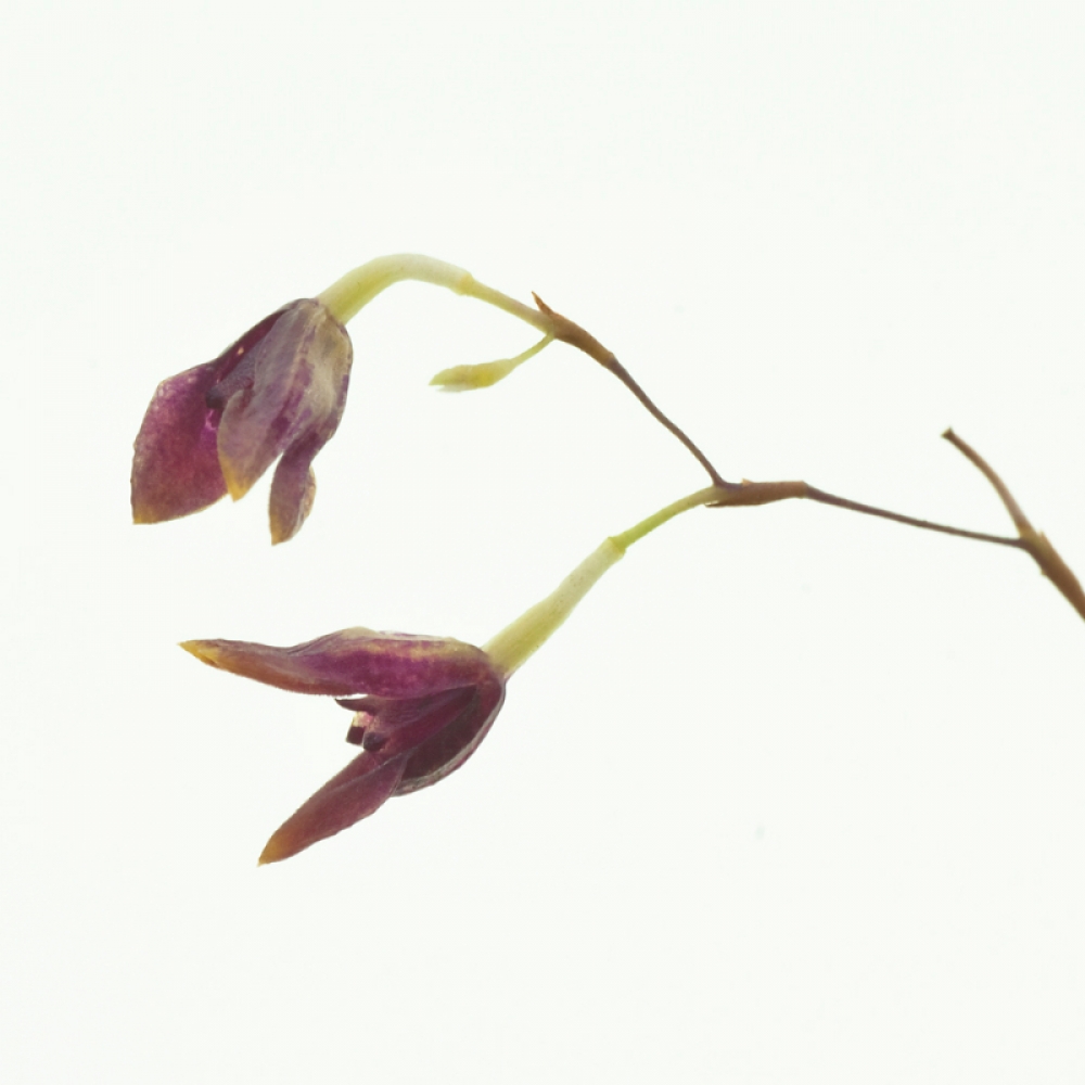 Pleurothallis fusca