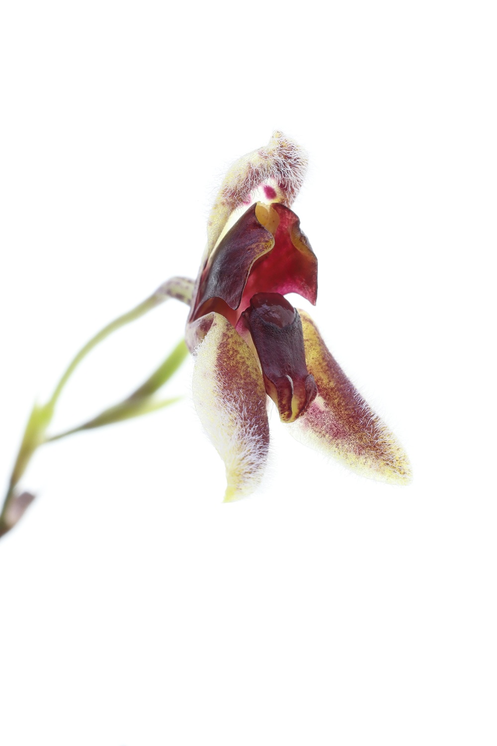 Pleurothallis rodrigoi