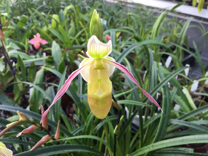 Phragmipedium hartwegii f.baderi