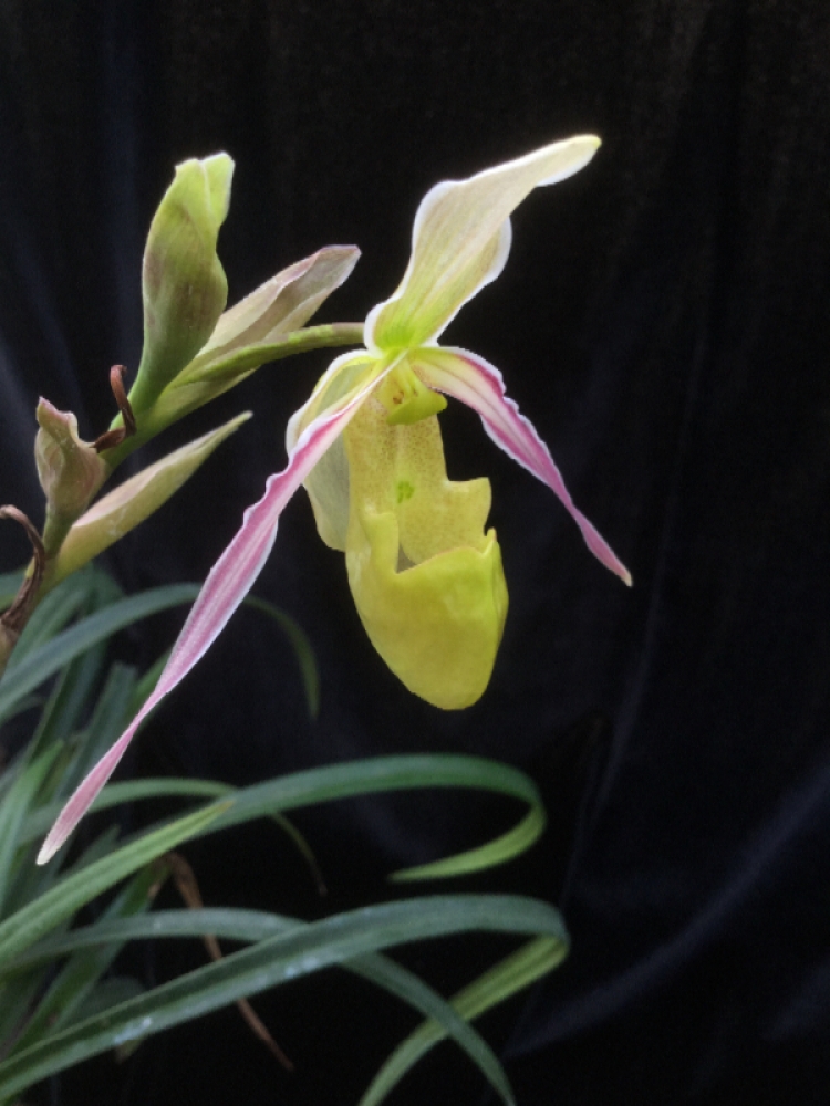 Phragmipedium hartwegii f.baderi
