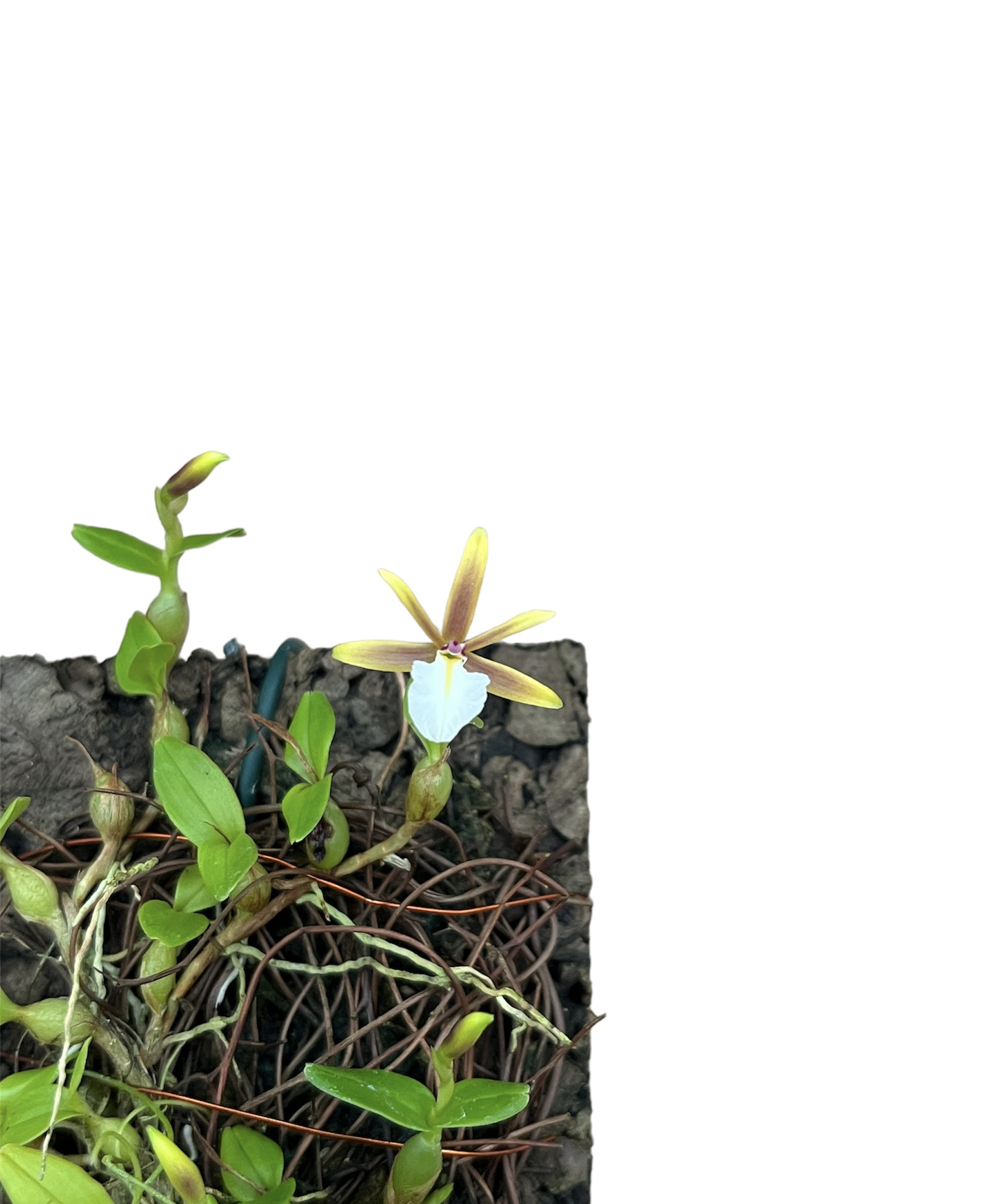 Dinema polybulbon (cubincola)